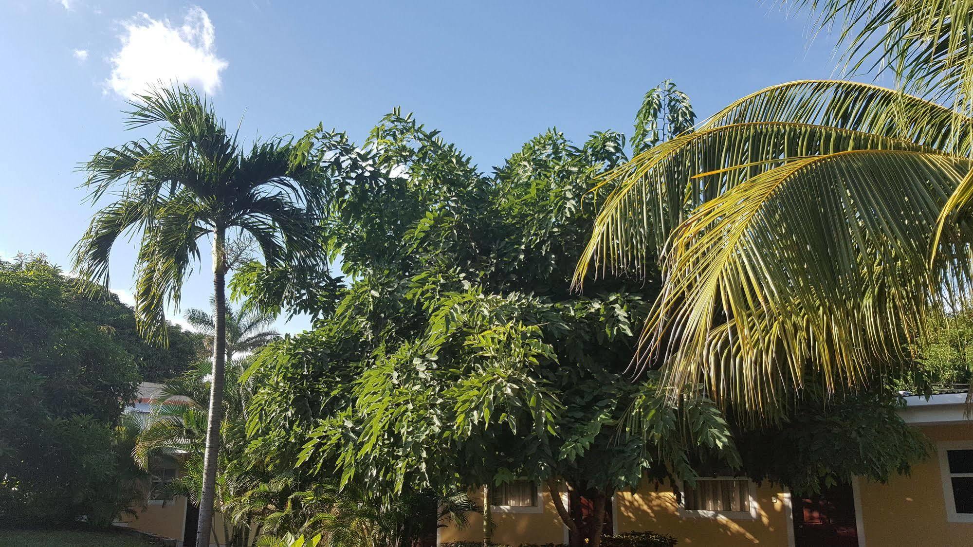 Hotel La Arboleda Managua Exterior photo